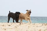 CANE CORSO 647